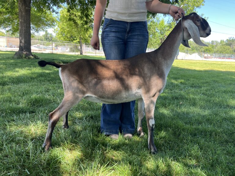 GREEN MOUNTAIN FARMS ARTEMIS