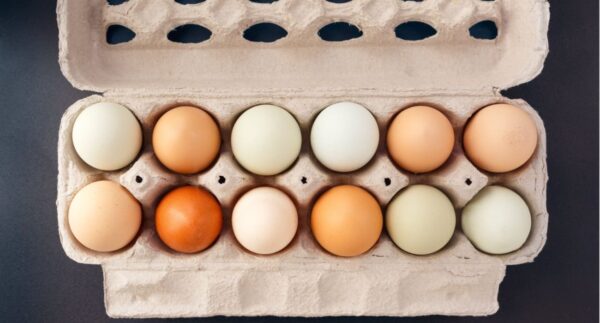 Chicken Eggs By The Dozen - Image 2