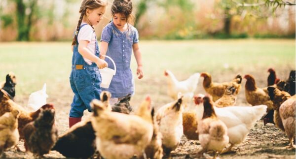 Chicken Eggs By The Dozen - Image 3